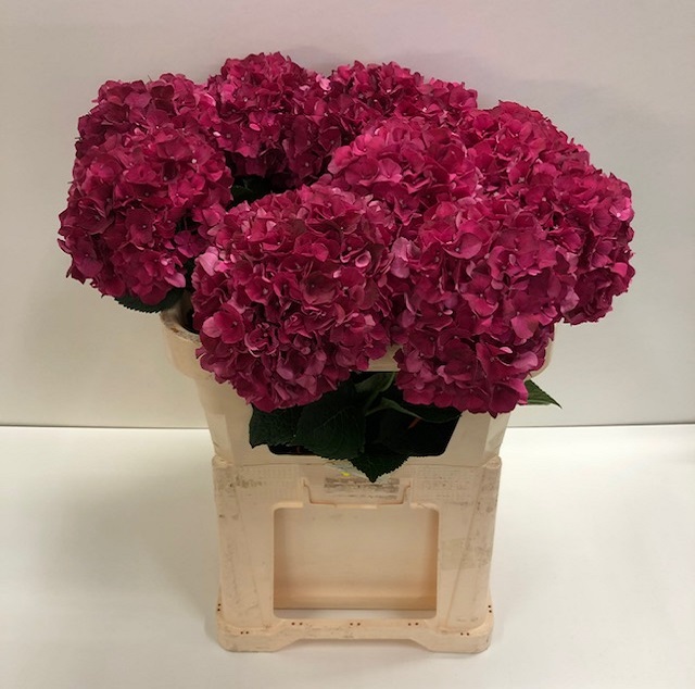 Hydrangea mag ruby red.jpg